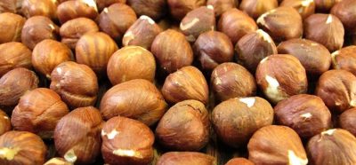 Hazelnut-Kernel