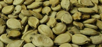 Watermelon-seed